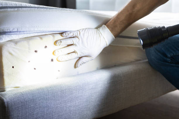 Trusted Four Corners, TX Pest Control Experts