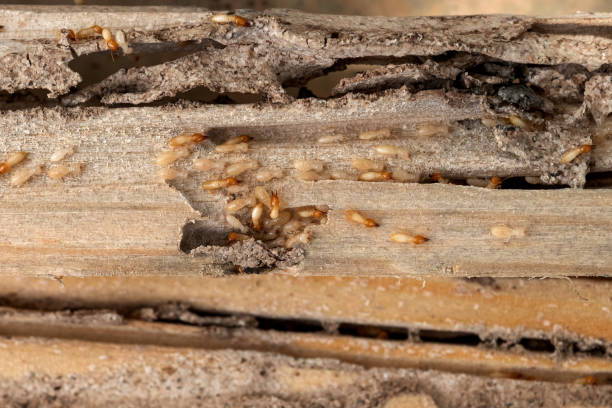 Wasp Removal Services in Four Corners, TX