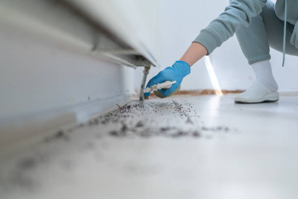 Best Local Pest Control Services  in Four Corners, TX